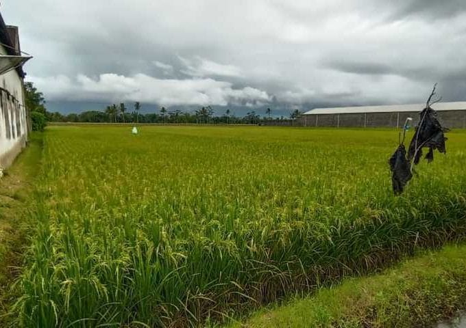 Dijual Tanah Jatirejoyoso Kepanjen Malang