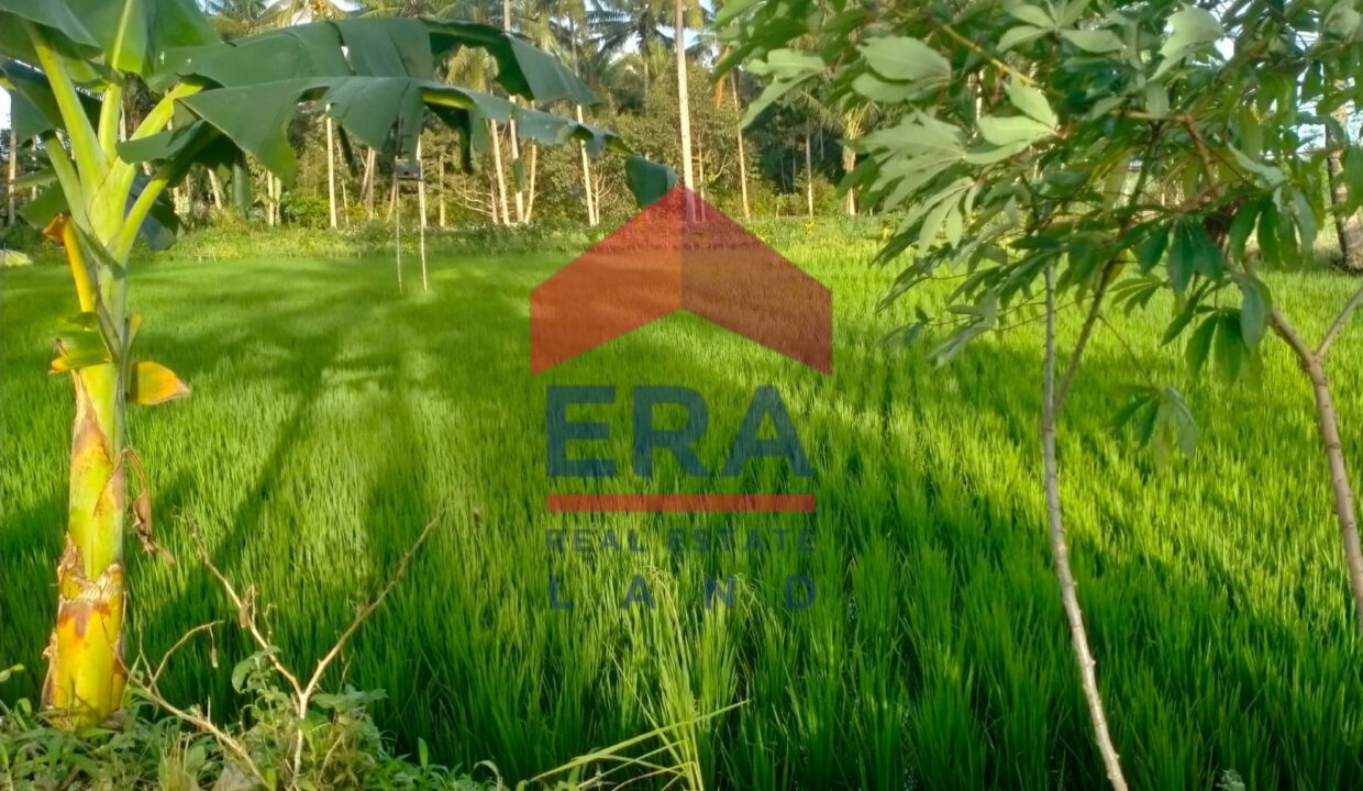 WhatsApp Image 2023-05-04 at 01.11.02 (1)